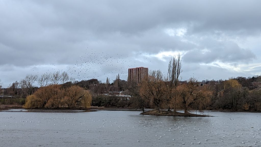 View across Farnley Reservoir showing islands with trees, a skyscraper on the opposite side of the reservoir, a flock of birds flying over, and white birds in the water.