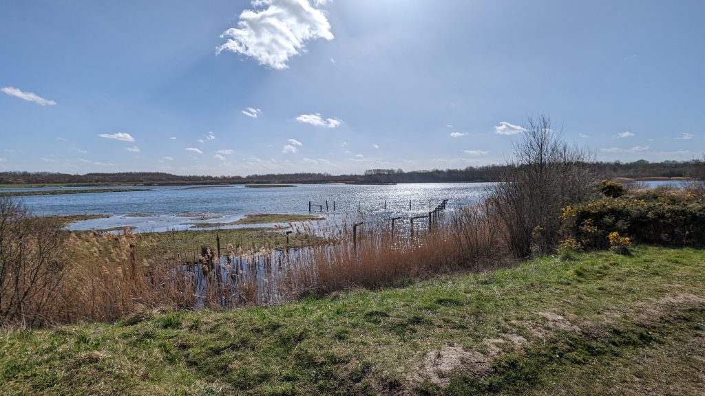 A view of RSPB St Aidan's wetland with reed bed and grass islands visible.