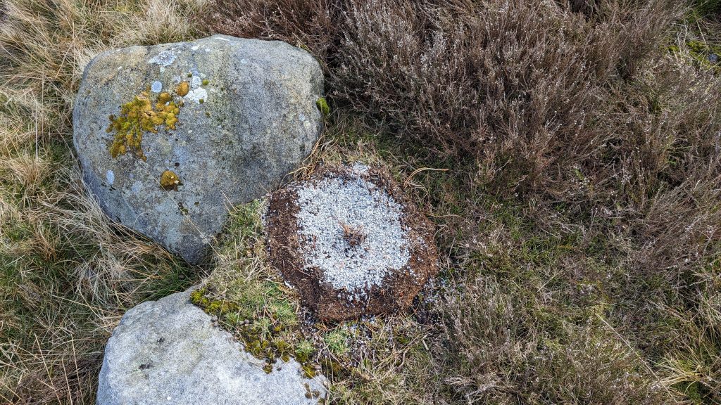 Image displays an overturned circle of soil with grey medicated grit on top. This is next to two large rocks and heather.